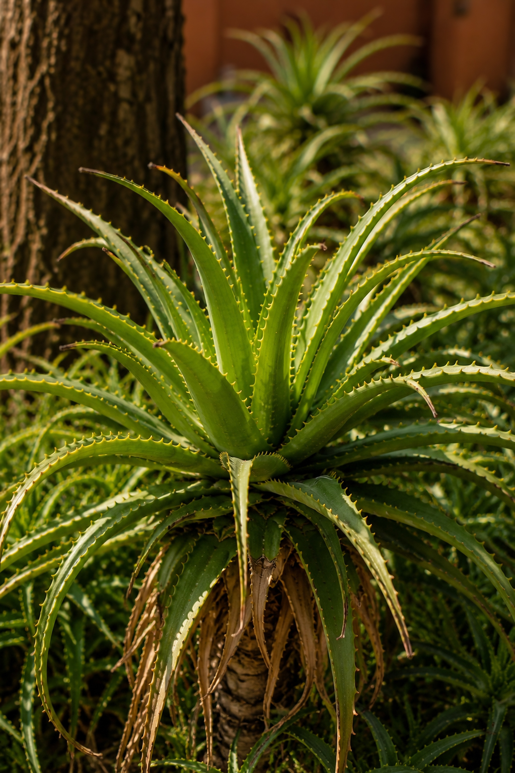 Exterior plant at Living in Principle halfway house and sober living in Pretoria.